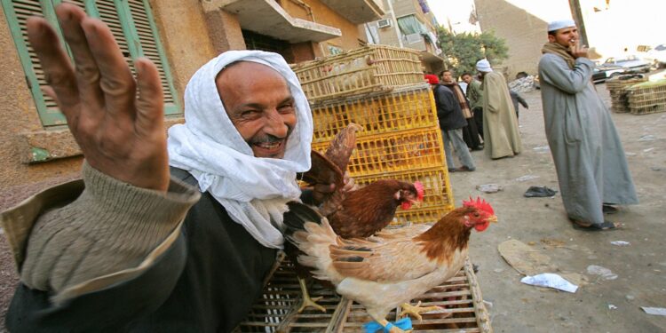 Cairo, EGYPT: (FILES) An Egyptian man sells chicken in a street market in Cairo 18 February 2006. An Egyptian woman has died from bird flu, the country's 13th fatal victim of the H5N1 virus, the health ministry said 16 February 2007.          AFP PHOTO/CRIS BOURONCLE (Photo credit should read CRIS BOURONCLE/AFP/Getty Images)