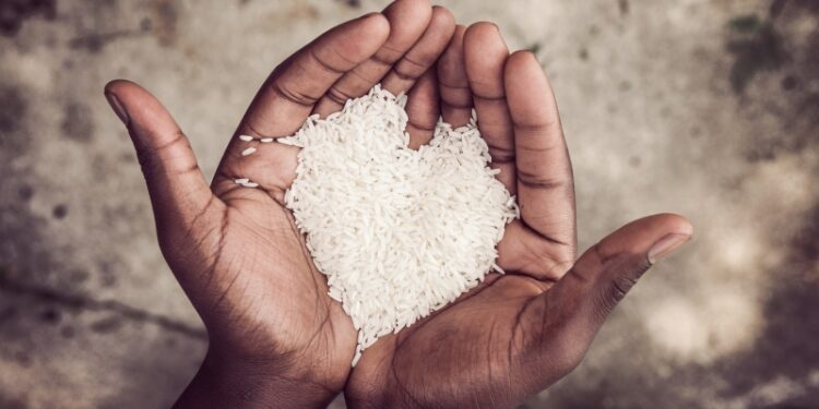 الاكتفاء من الأرز في أفريقيا.. تحديات تواجه مصر ونموذج غانا الملهم