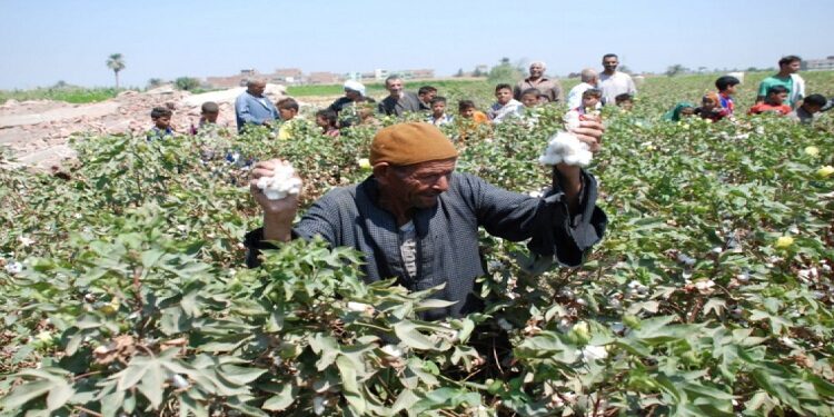 كيف تستفيد مصر من منظومة الزراعية التعاقدية؟