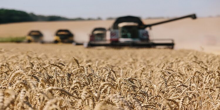 كيف تتأثر واردات مصر من القمح بالأزمة "الروسية-الأوكرانية"؟