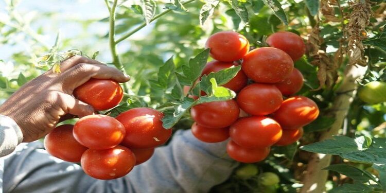 اضطراب جديد في أسعار الطماطم.. المحصول يدفع ثمن التغيرات المناخية وغياب العلاج
