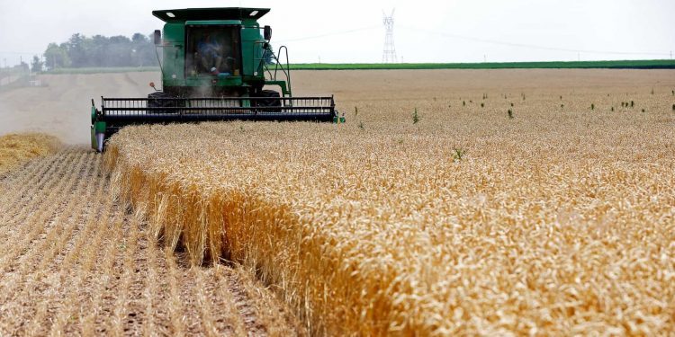 هل تنجح سياسة التوسع في المحاصيل التعاقدية؟