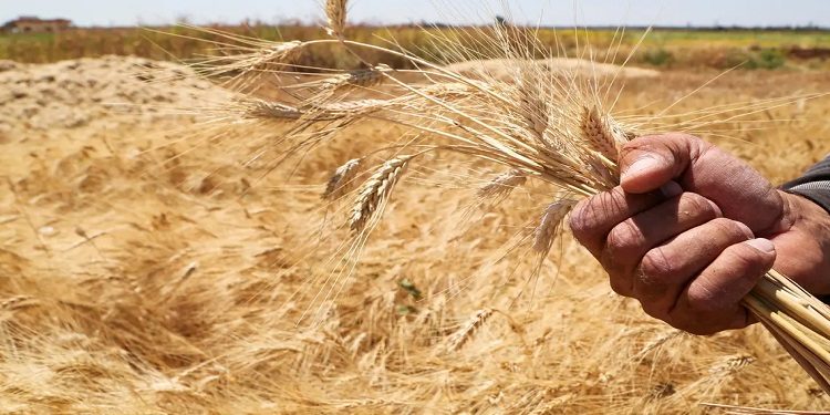 ما هي خطط الحكومة لمواجهة أزمة القمح والغذاء؟