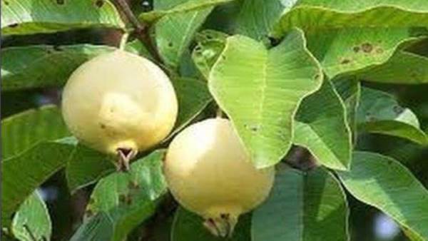 ثمار الجوافة