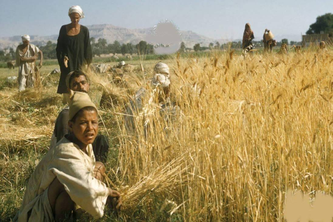 زراعة القمح 