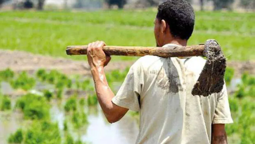واقع الإنتاج الزراعي في مصر يثير تساؤلات حول "السياسة الزراعية المتبعة"، ومدى ملاءمتها ومرونتها للتغيرات العالمية في أسواق التصدير والاستيراد