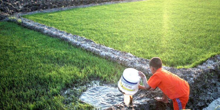 صبي صغير يروي شتلات الأرز قبل نقلها إلى مزرعة أكبر، في قرية في بلدة البحيرة في دلتا النيل (وكالات)