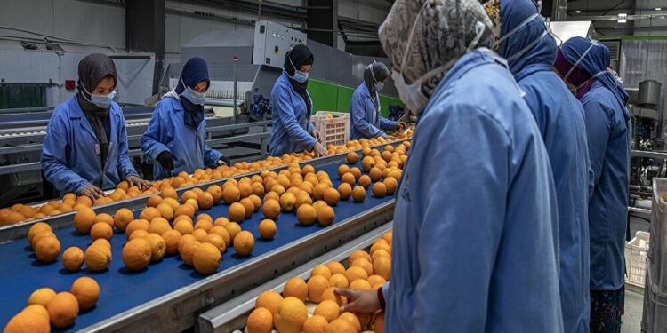 البرتقال المصري أحد أشهر الحاصلات الزراعية المصرية حول العالم