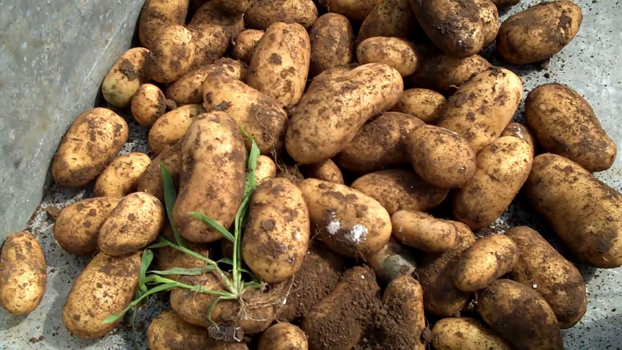 محصول البطاطس وأزمات التسويق والتسعير