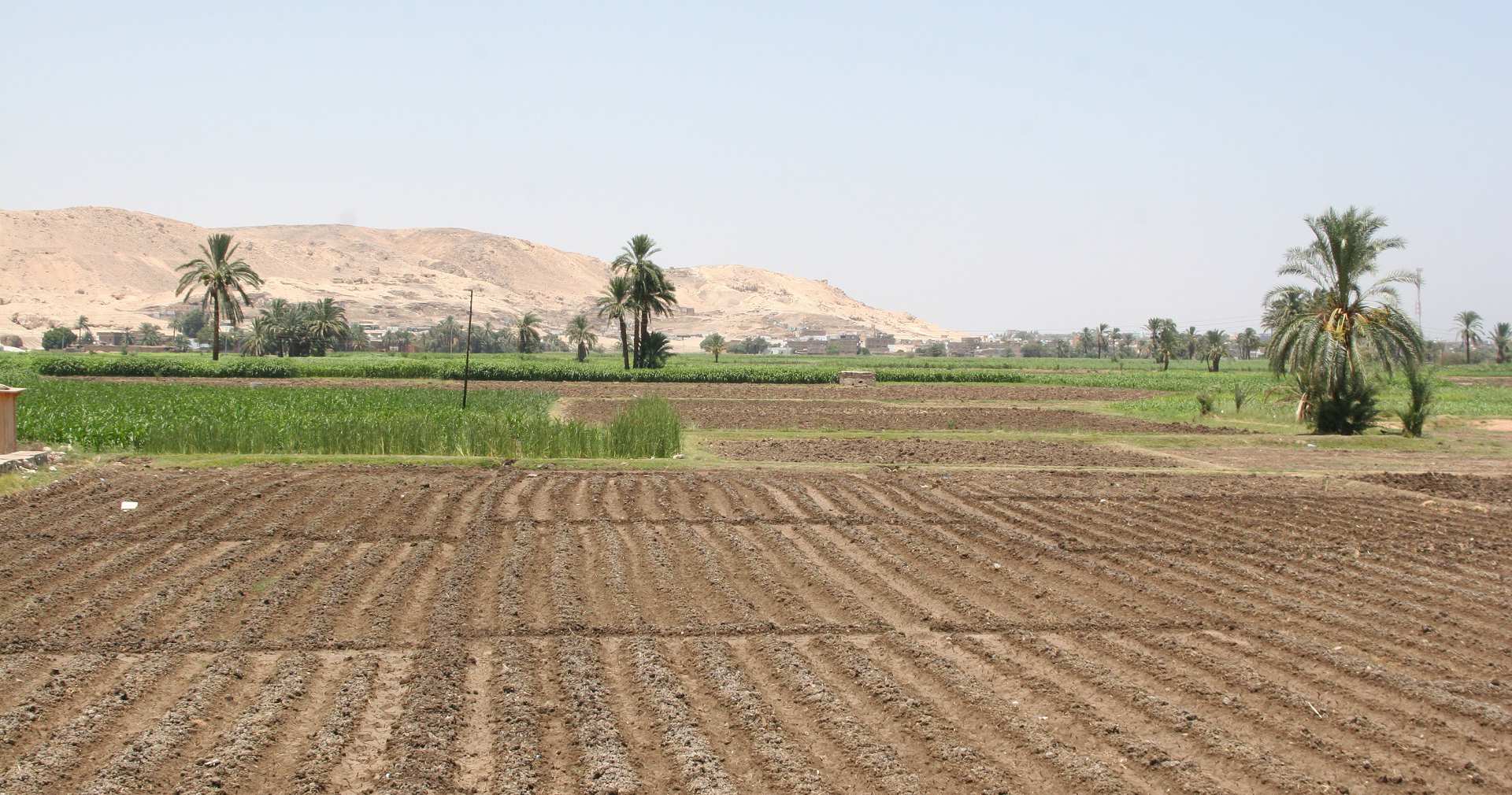تعاني مصر من تناقص الرقعة الزراعية وتآكل الحيازات الزراعية (الصورة: وكالات)