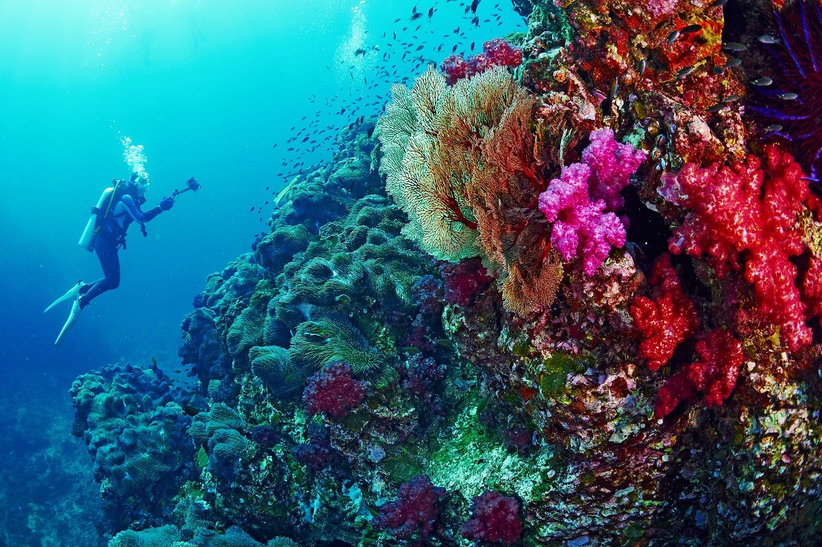 تغيرات المناخ وسياحة الشعاب المرجانية
