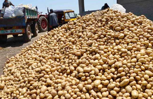 سجلت صادرات البطاطس ارتفاعًا كبيرًا خلال التسعة أشهر الأولى من 2022 (وكالات)