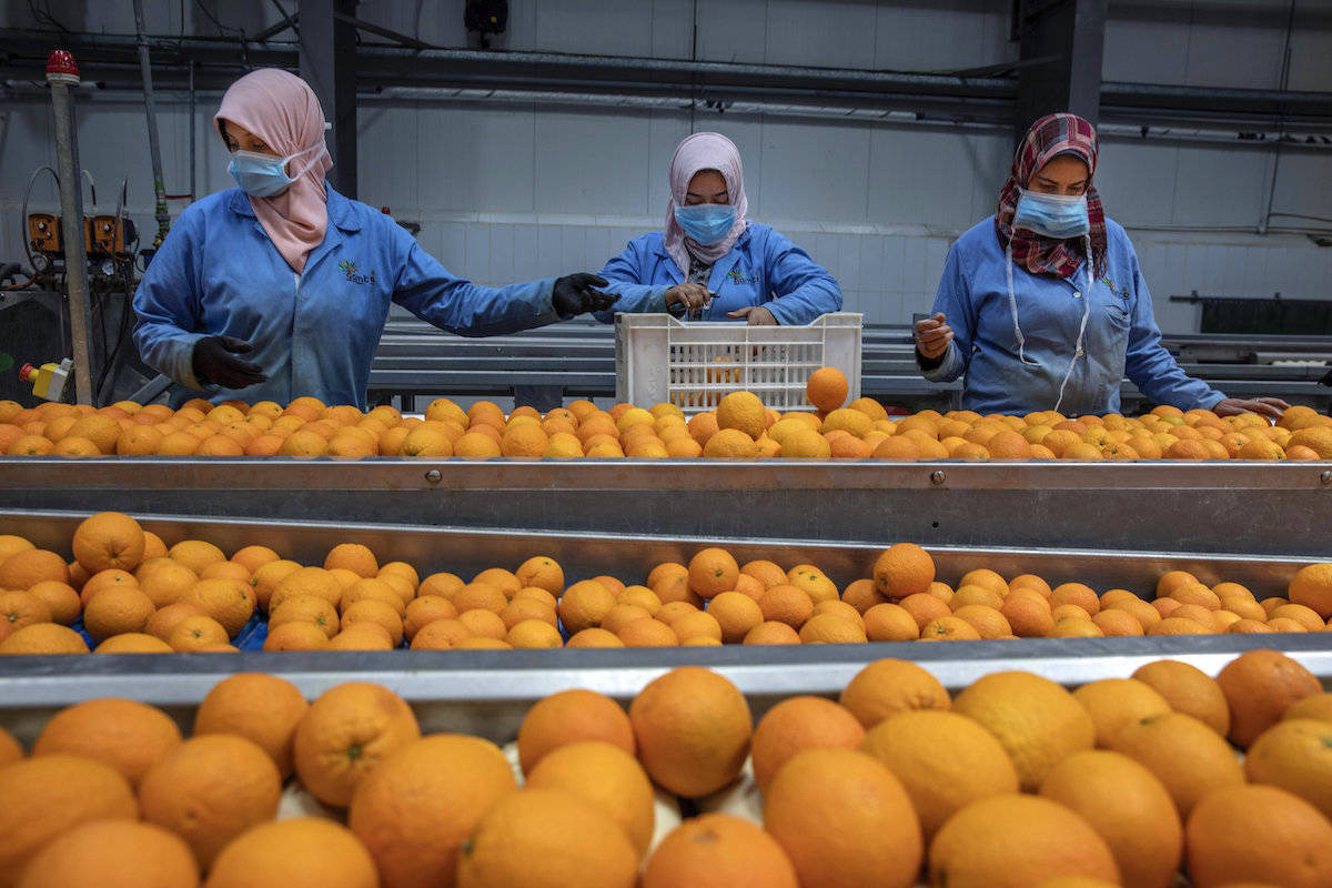 البرتقال المصري قبل تصديره