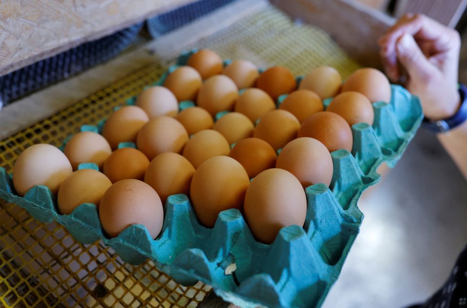أسعار البيض وصلت لمستويات قياسية
