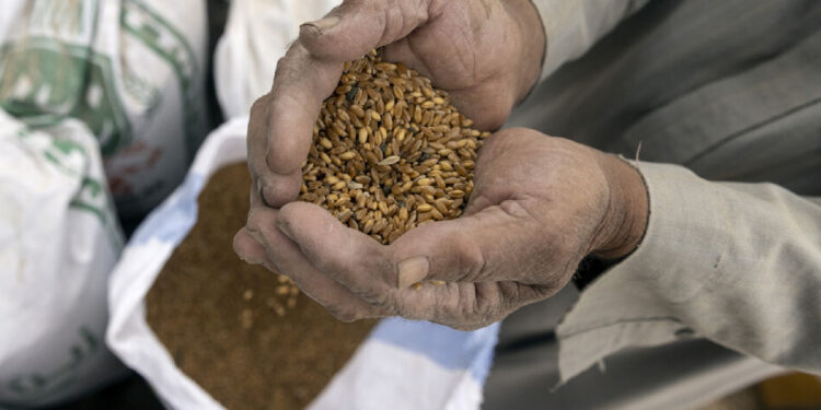 مصر تقلب طاولة تصدير الحبوب عالميًا (وكالات)