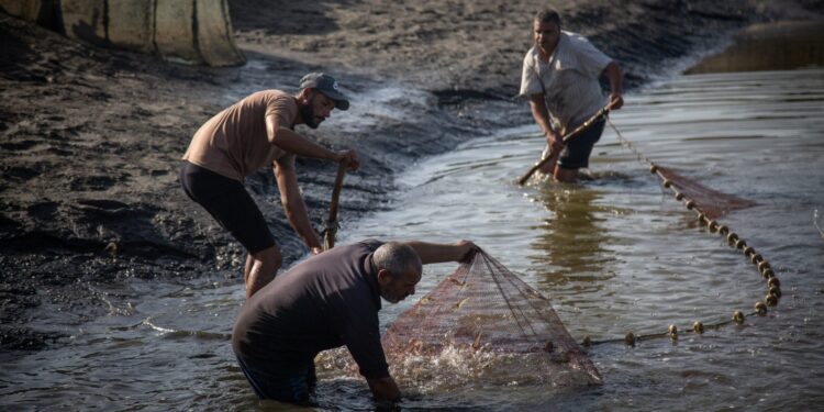 اكتفاء ذاتي نظري.. ما مشكلة إنتاج الأسماك في مصر؟ (وكالات)
