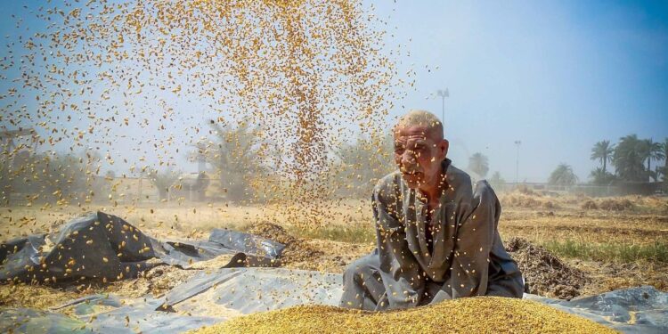 تمديد اتفاق الحبوب يُخفض سعر القمح 30% عالميًا.. ومصر من أكبر المستفيدين (وكالات)