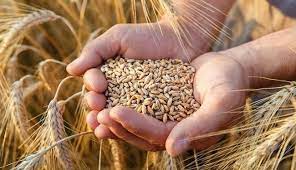 معدلات توريد القمح تصل إلى 3.8 ملايين طن