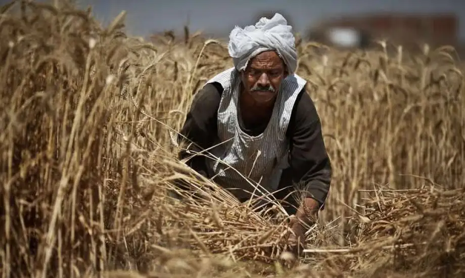 مصر ترفع سعر شراء القمح من المزارعين