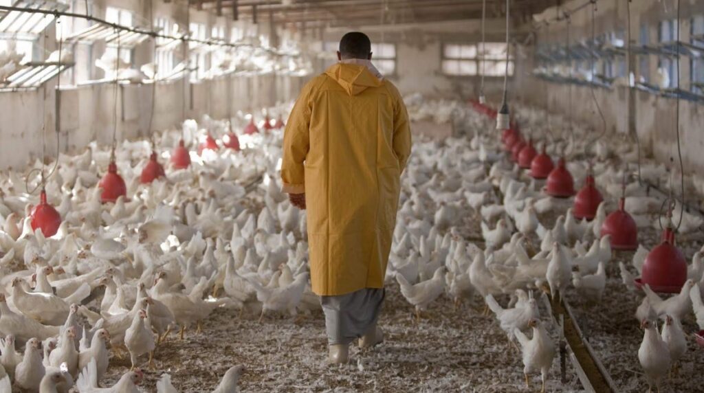 فيروس H5N1 دمر قطيع دجاج في مزرعة شديدة الحماية