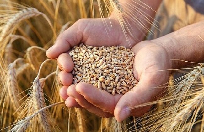 130 خبيرًا صينيًا يعملون في زراعة القمح بمصر