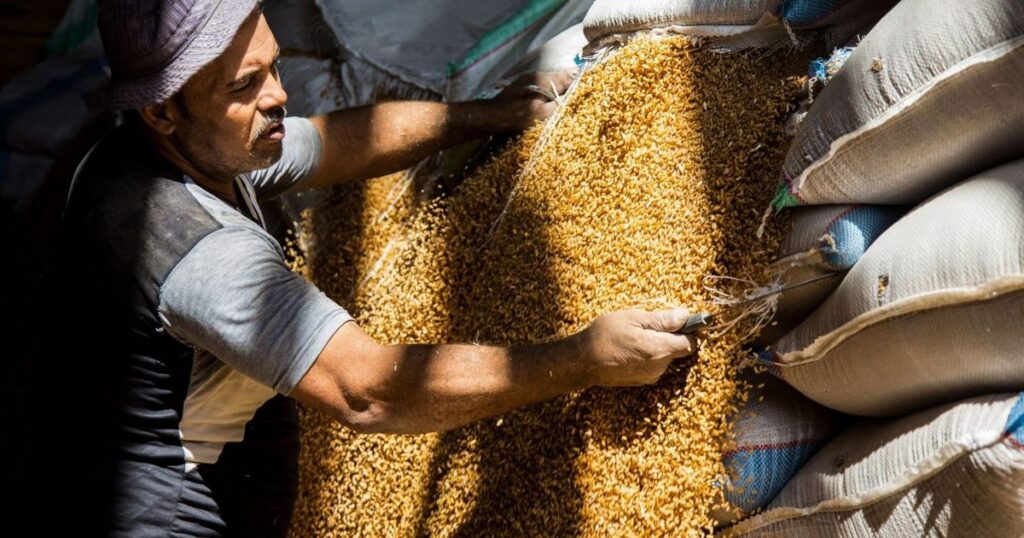 تراجع واردات مصر من القمح بنسبة 30%