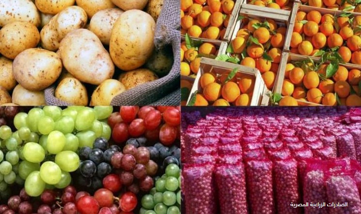 الصادرات الزراعية المصرية