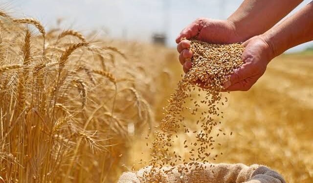 رفع سعر توريد أردب القمح في مصر
